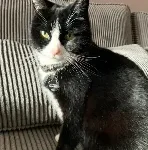 4 cats friends