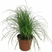 Cyper alt zum kitty grass kattengras